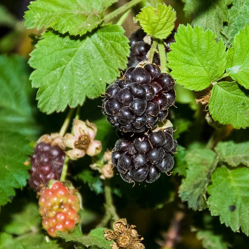 Boysenberry (Potted)