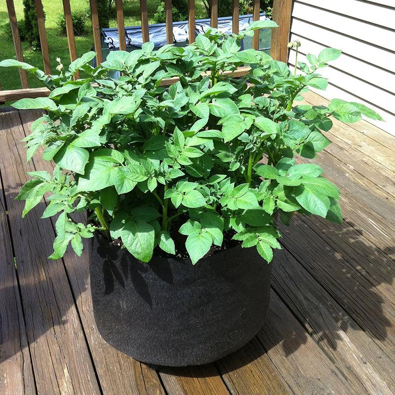 Organic Potato Growing Kit