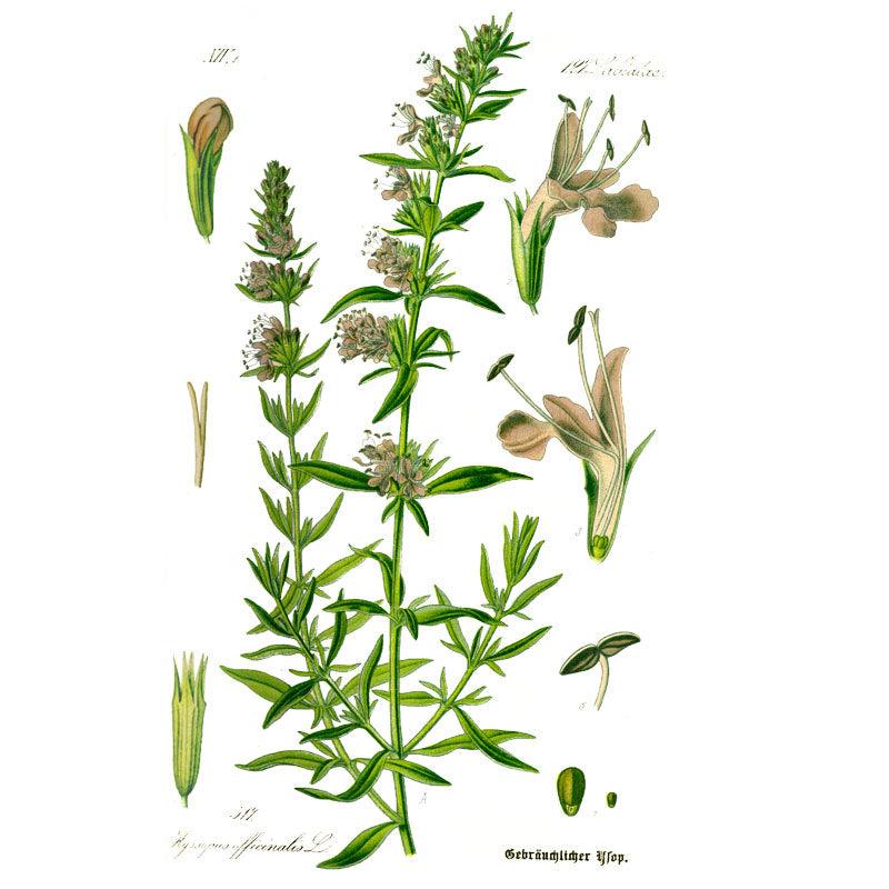 Official Hyssop Seeds (Organic)