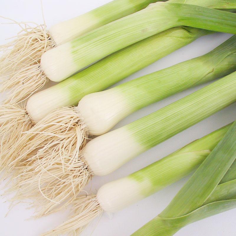 American Flag Leek Seeds (Organic)
