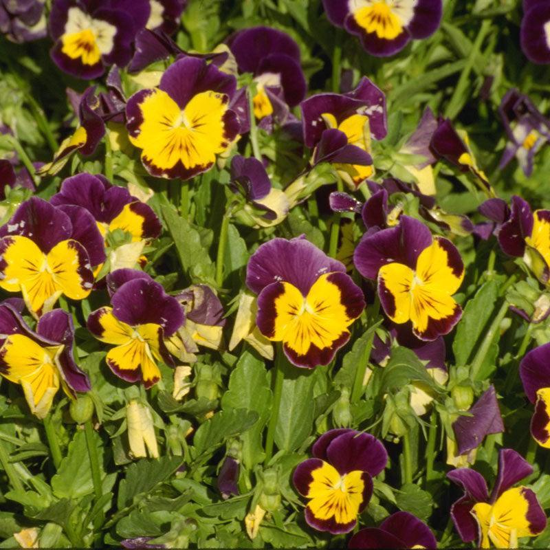 Johnny Jump Up Viola 1/4lb