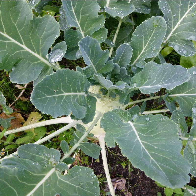 Organic Kohlrabi, White (1 oz)