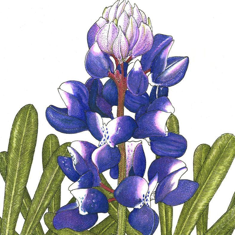 Lupine, Arroyo Blue (lb)