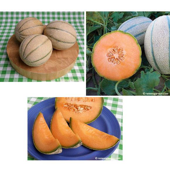 Napoli Tuscan Melon Seeds