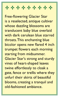 Glacier Star Morning Glory Flower Seeds