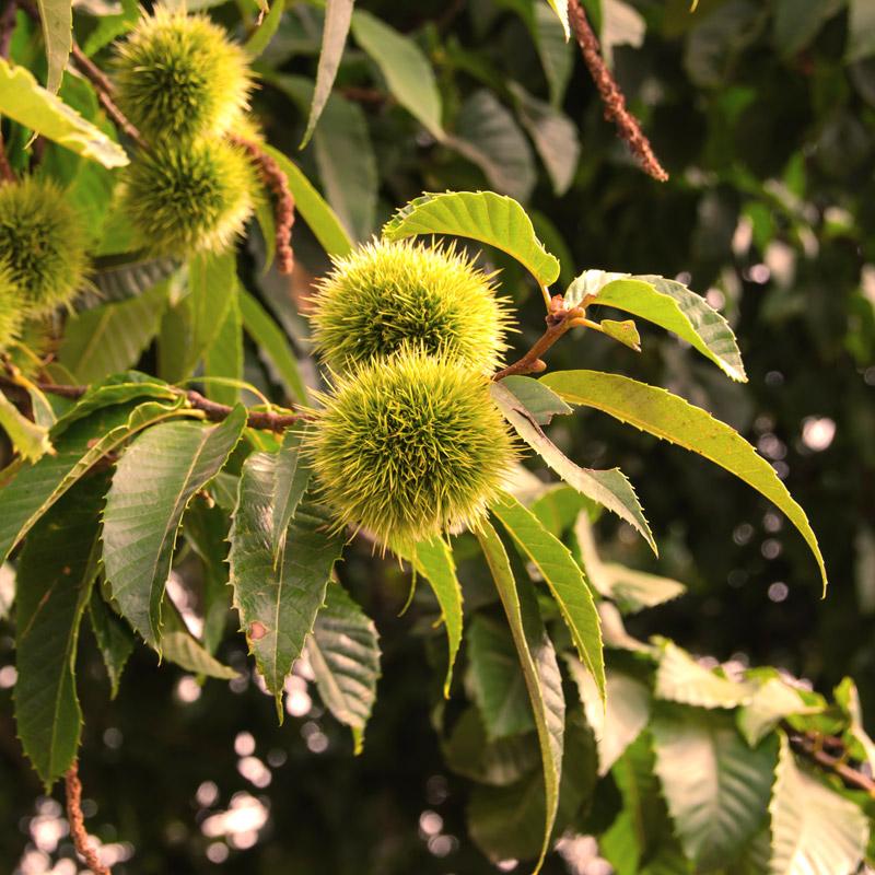 Nevada Chestnut Tree