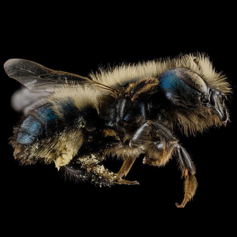 Mason Bee Kit 68 Tubes