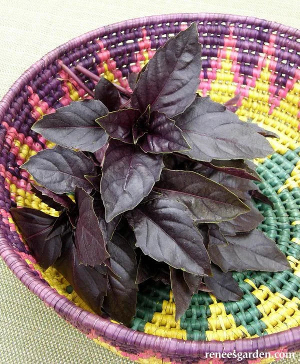 Purple Opal Basil (Organic)
