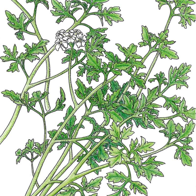 Organic Chervil, Fine Curled (1/4 lb)