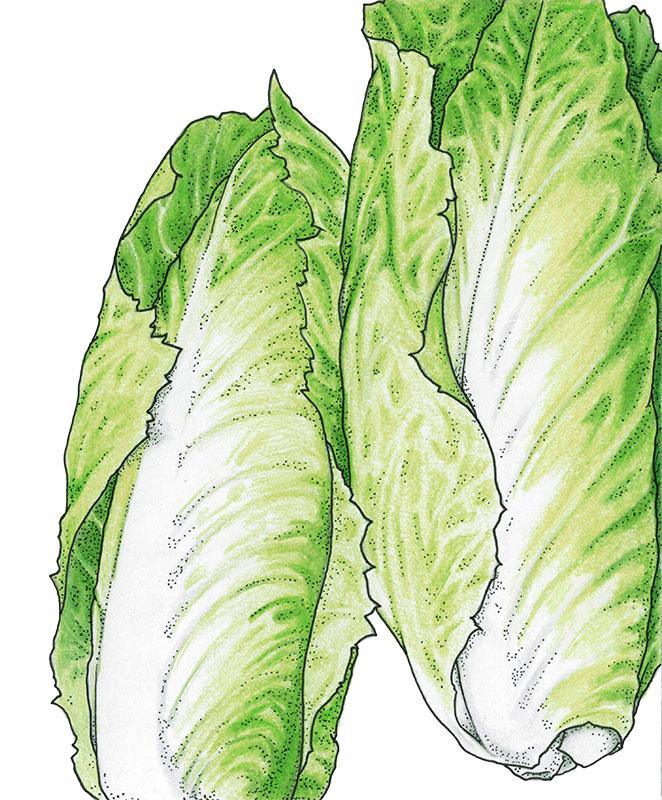 Organic Greens Chicory, Sugrloaf (1 oz)
