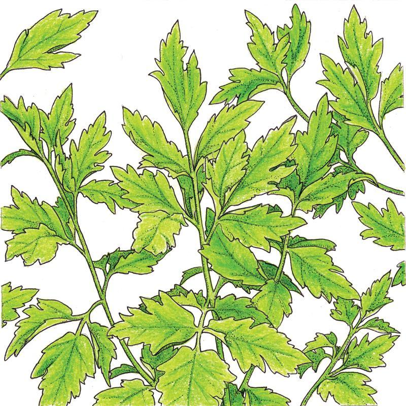 Organic Lovage (1 oz)