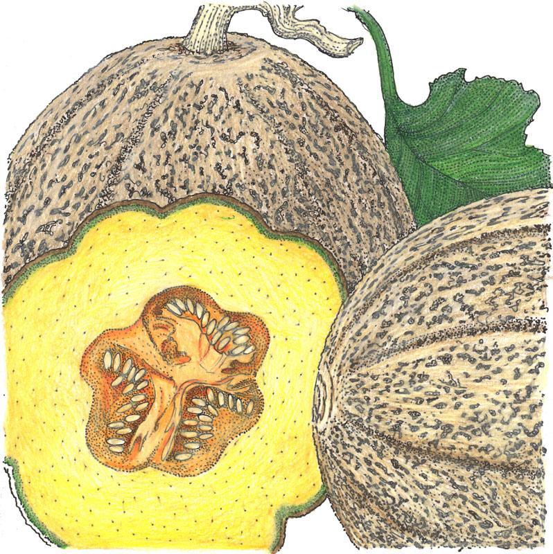 Organic Melon, Hearts of Gold (1/4 lb)