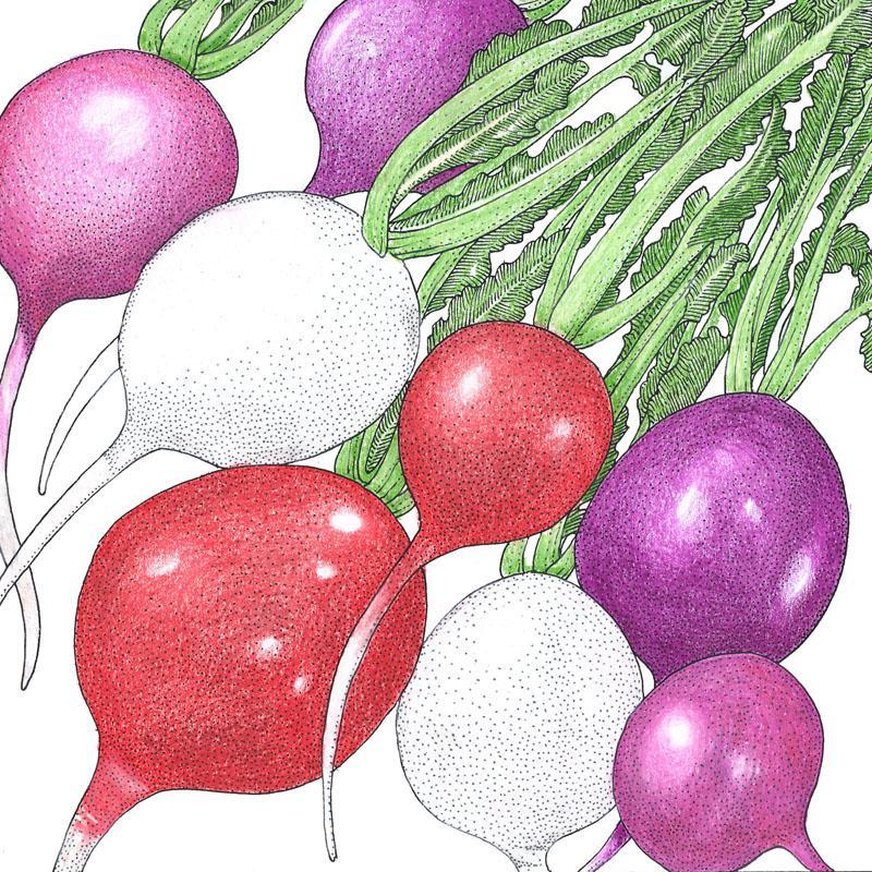 Easter Egg Mix Radish Seeds (Organic)