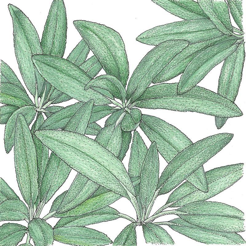 Sage Seeds (Organic)