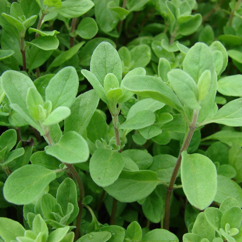 Organic Marjoram (1 oz)