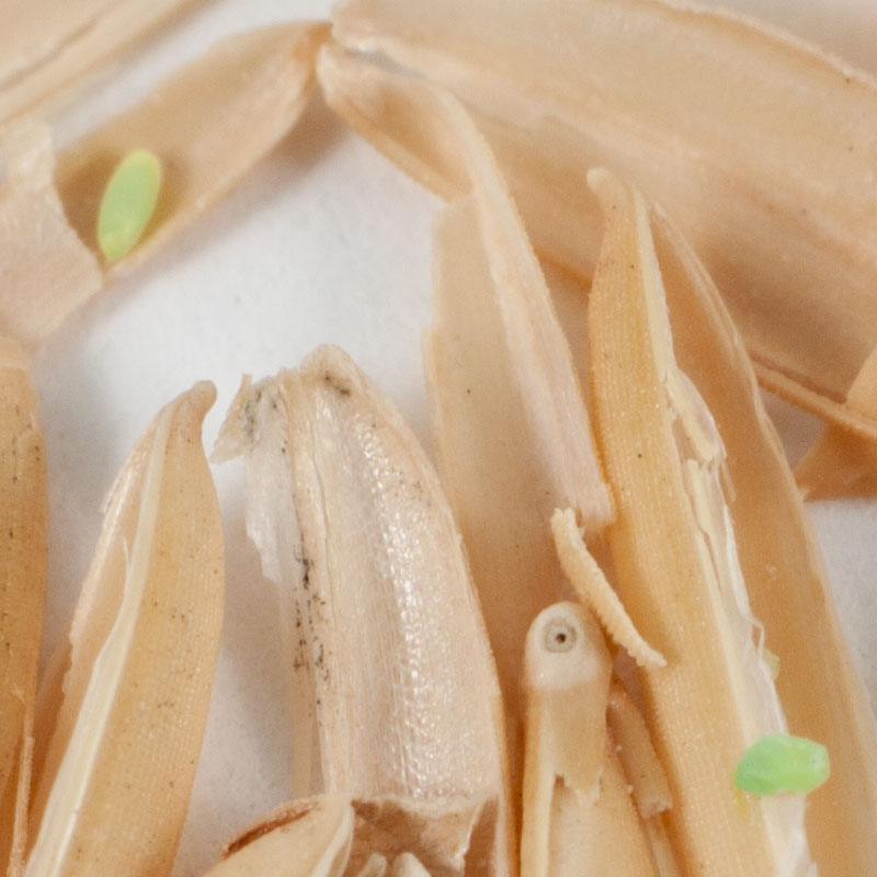 Green Lacewing - Eggs (Unit Of 5,000)