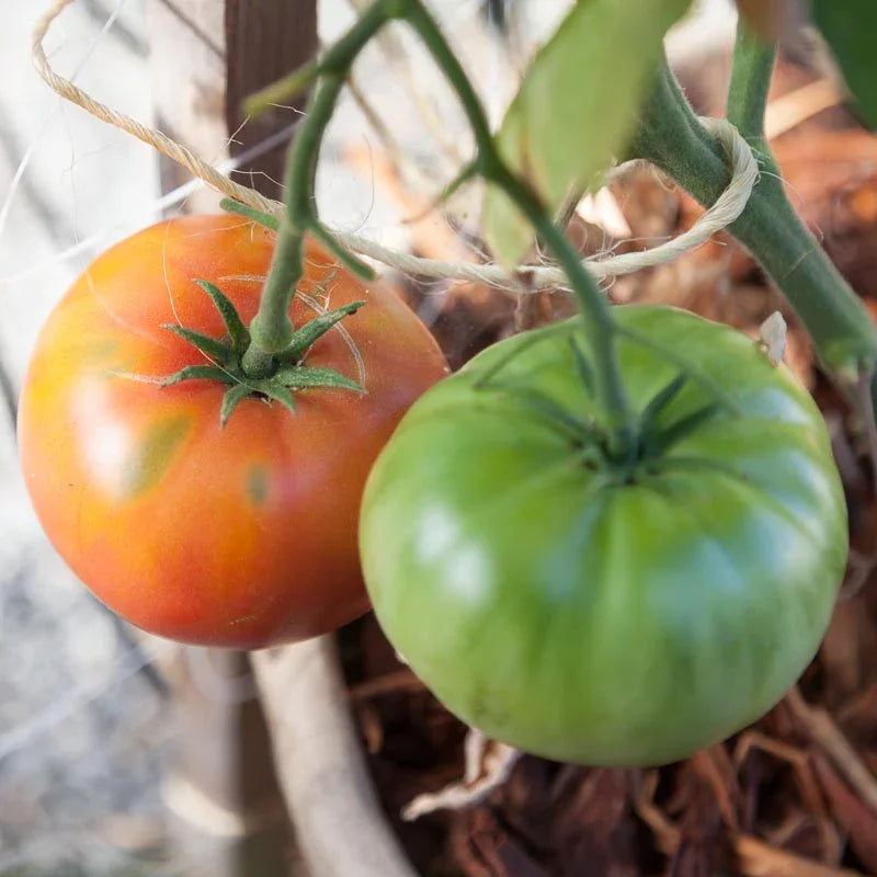 Organic Tomato, Brandywine Pink (1 oz)