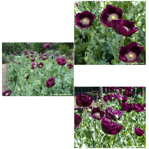 Lauren's Dark Grape Heirloom Poppy Flower Seeds