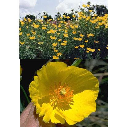 Mexican Tulip Poppy Flower Seeds