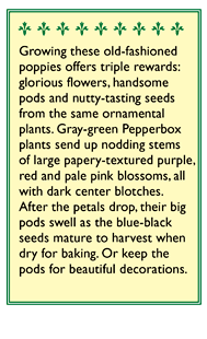 Pepperbox Poppy Seeds