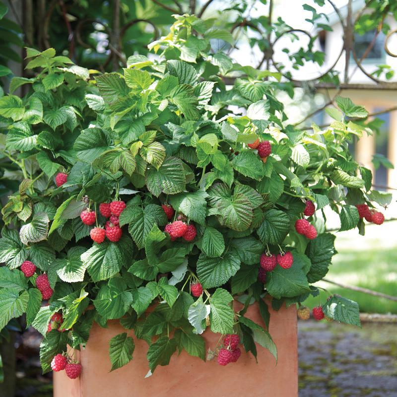 Potted Raspberry - Shortcake