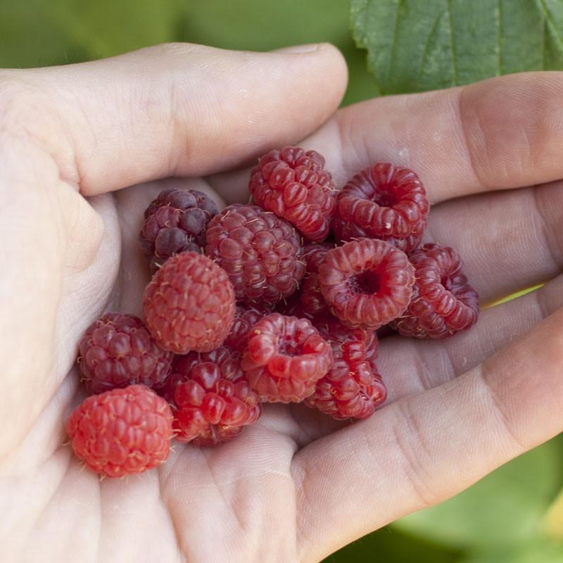 Potted Raspberry - Thornless Canby