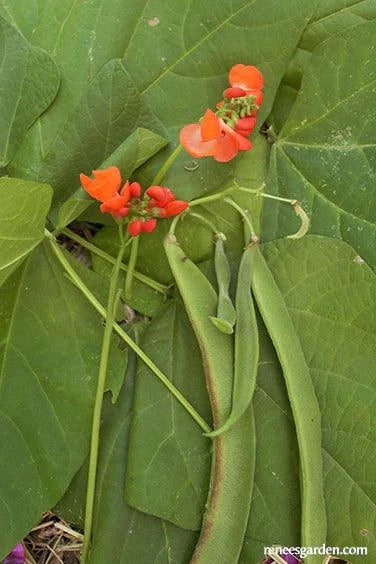 Magic Beanstalk Runner Bean Seeds