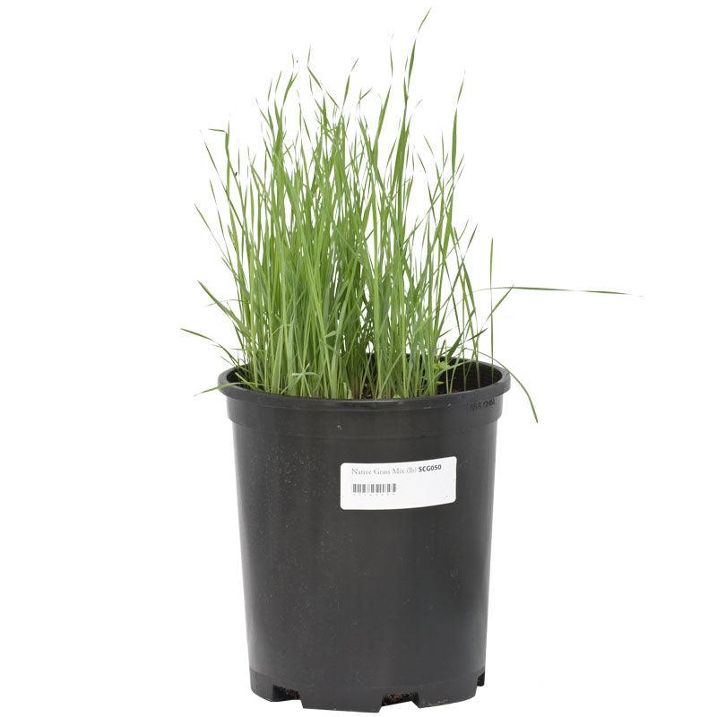 Peaceful Valley Native Grass Mix Seed (lb)