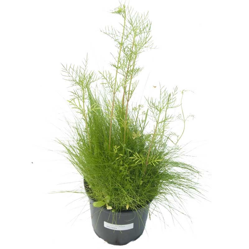 Peaceful Valley Low-Growing Grasses & Wildflowers Seed (lb)