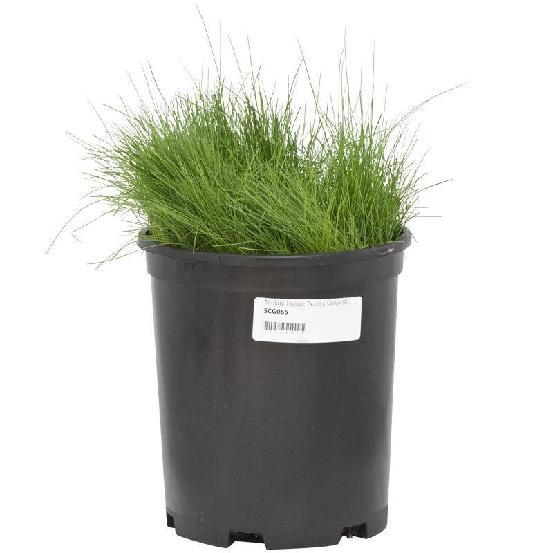 Molate Fescue Native Grass Seed (lb)