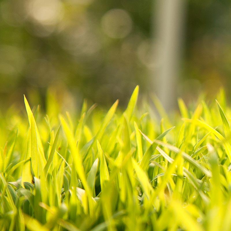 Sudangrass - Raw Seed (lb)