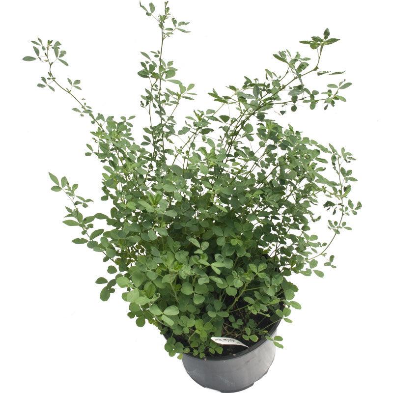 Semi-Dormant Alfalfa - Nitrocoated Seed (lb)