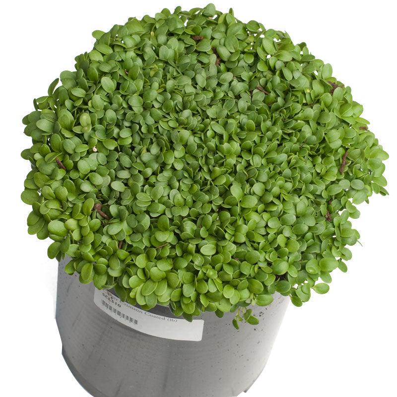 Organic Crimson Clover - Raw Seed (lb)