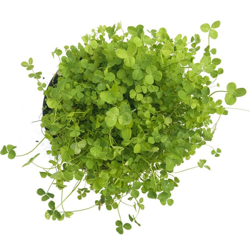 Ladino White Clover - Nitrocoated Seed (lb)