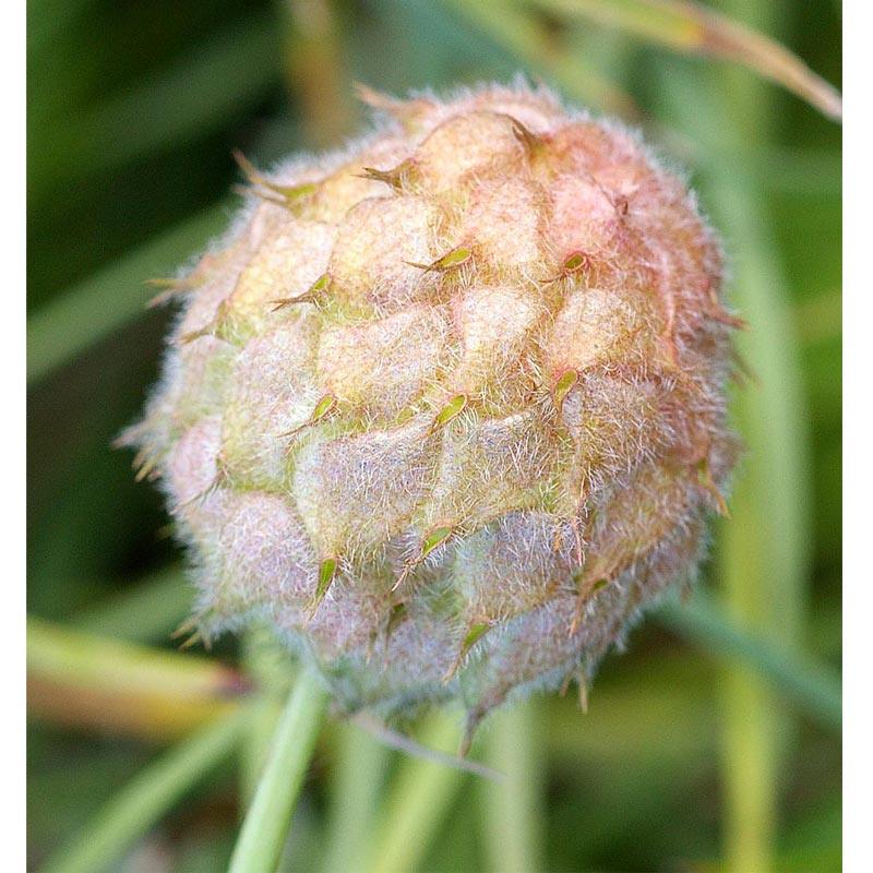 O'Conners Strawberry Clover - Nitrocoated Seed (lb)