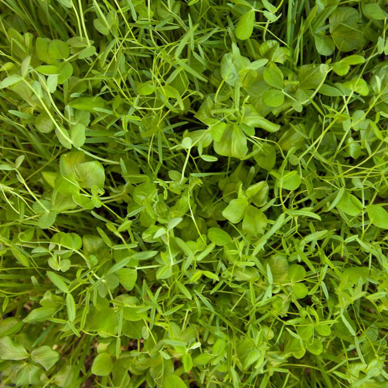 Organic Peaceful Valley Budget Soil Builder Mix - Raw Seed (lb)