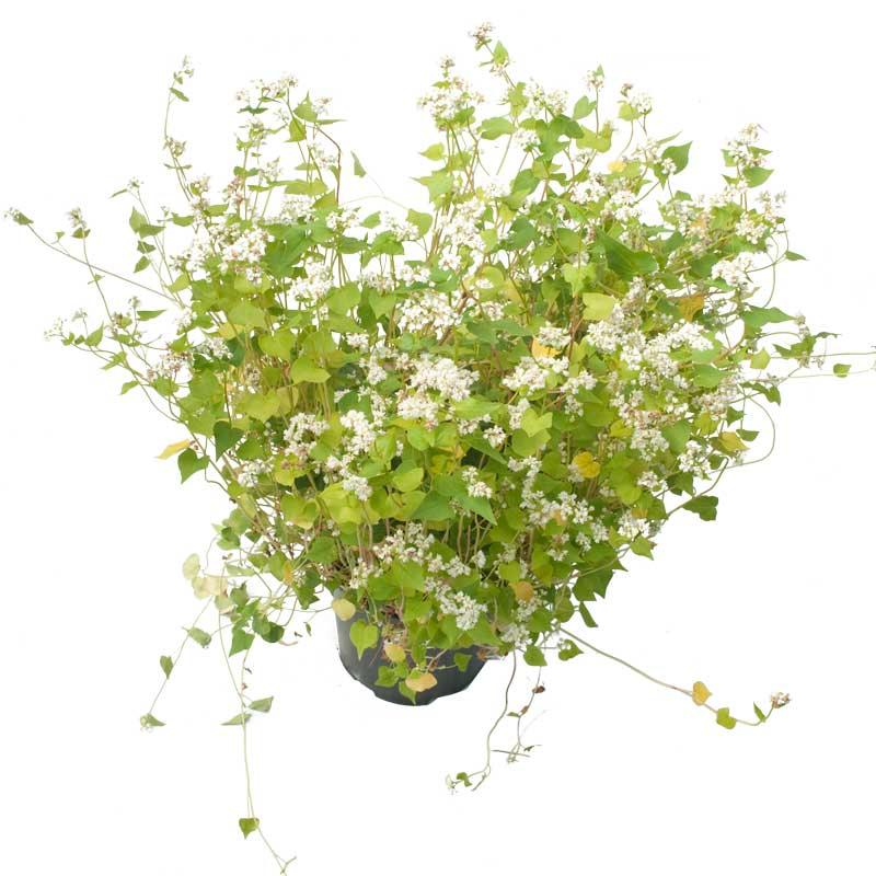 Peaceful Valley Summer Soil Builder Mix - Raw Seed (lb)