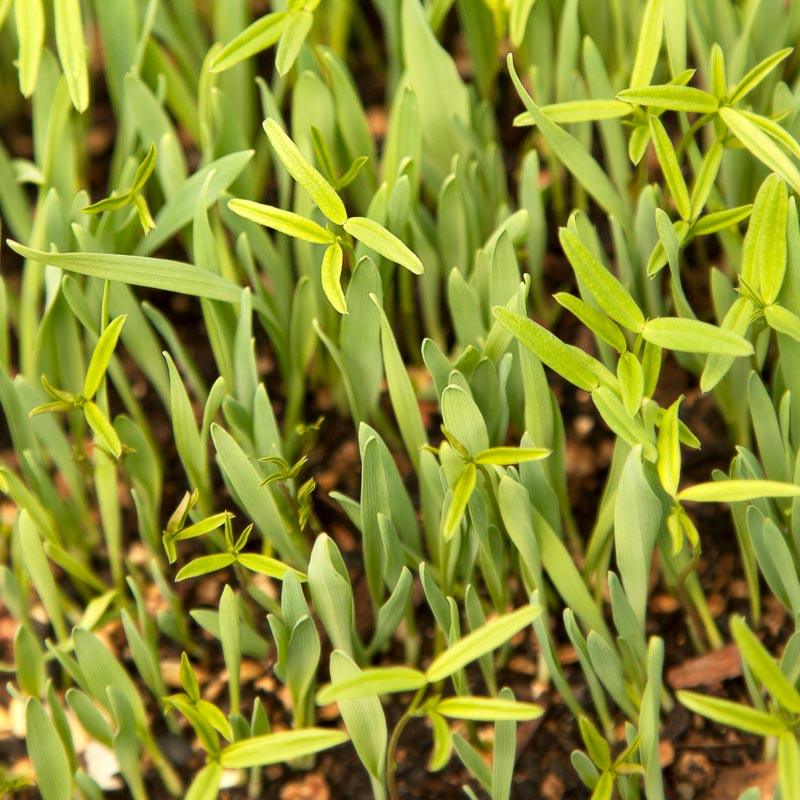 Peaceful Valley Forage Blend Dryland Pasture Mix - Raw Seed (lb)