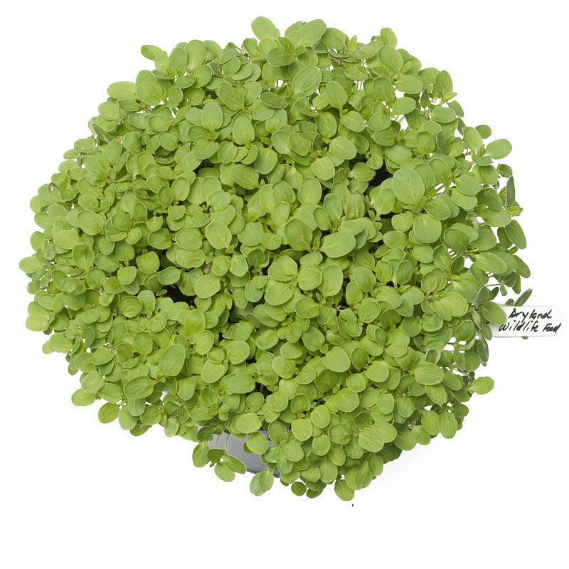 Peaceful Valley Dryland Wildlife Food & Habitat Mix - Nitrocoated Seed (lb)