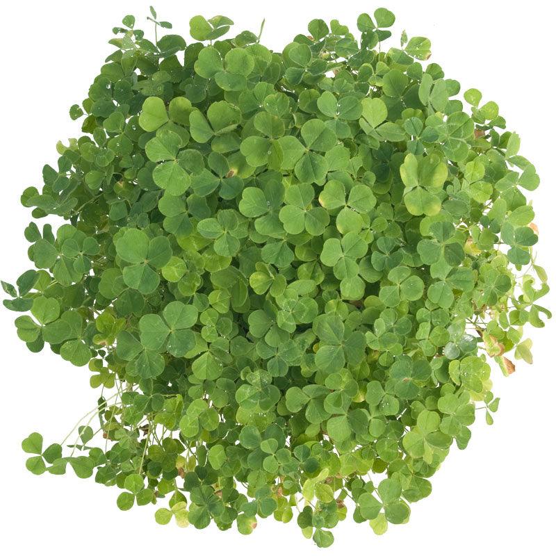 Subterranean Clover Mix - Nitrocoated Seed (lb)