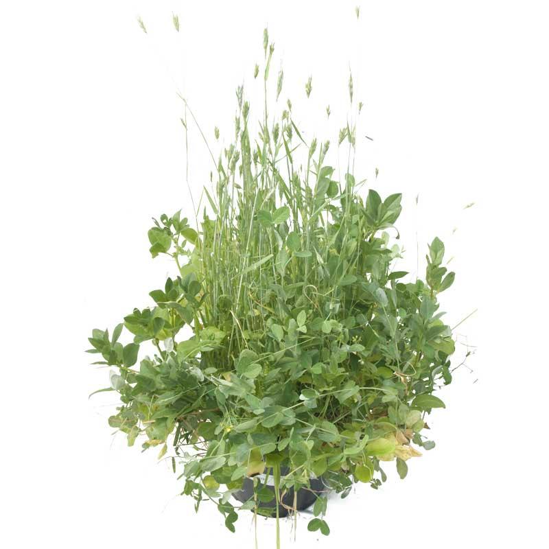 Peaceful Valley Sod Buster Mix - Seed (lb)