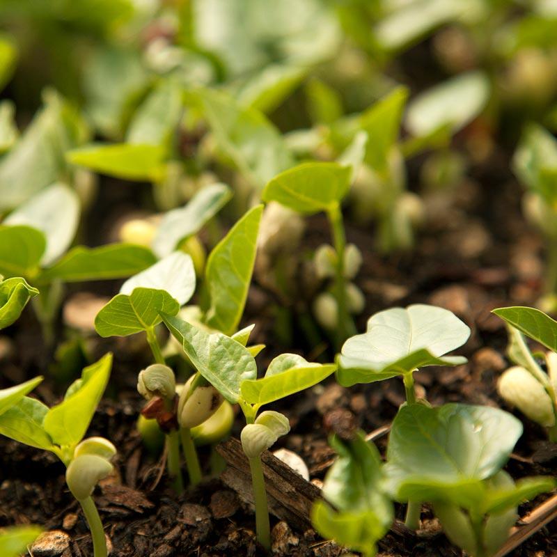 Peaceful Valley Summer Edible Cover Crop Mix - Raw Seed (lb)