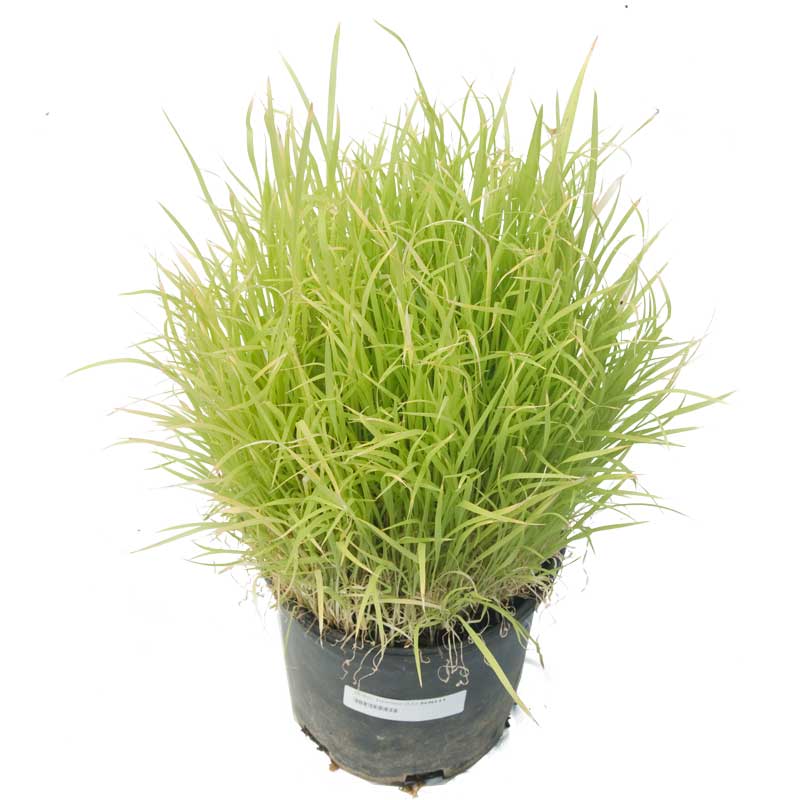 Japanese Millet Seed (Lb)