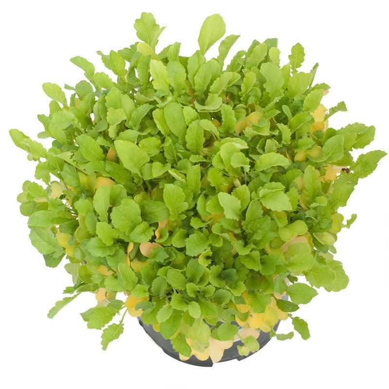 Daikon Radish Seed (Oilseed) (lb)