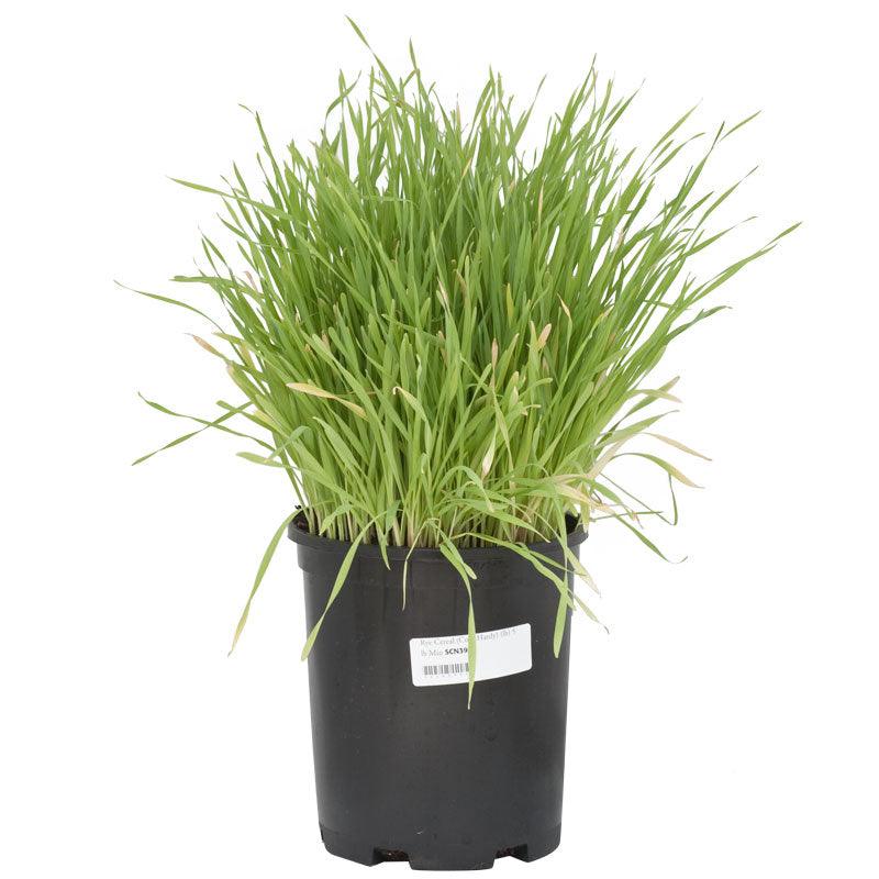 Organic Cereal Rye Seed (Cold Hardy) (lb)