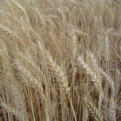 Organic Hard Red Winter Wheat Seed (lb)