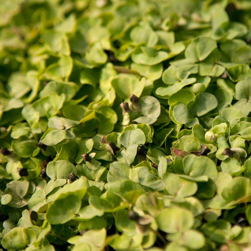 Buckwheat Seed (lb)