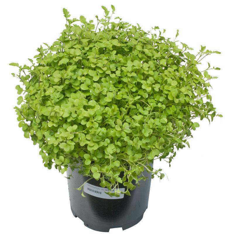 Peaceful Valley Mustard Mix Seed (lb)