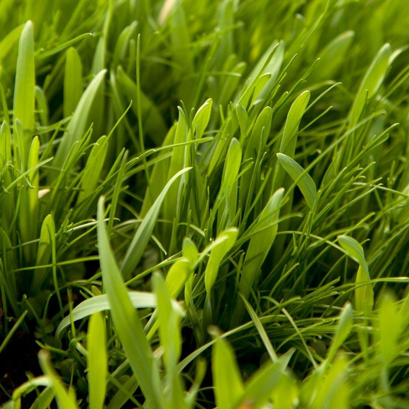 Peaceful Valley General Purpose Erosion Mix - Nitrocoated Seed (lb)