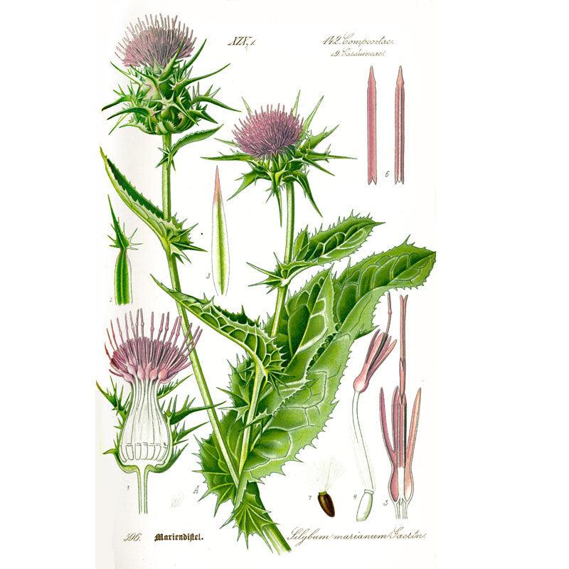 Milk Thistle Seeds (Organic)